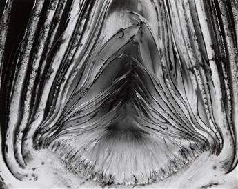 EDWARD WESTON (1886-1958) Artichoke Halved. 1930; printed 1970s by Cole Weston.                                                                  